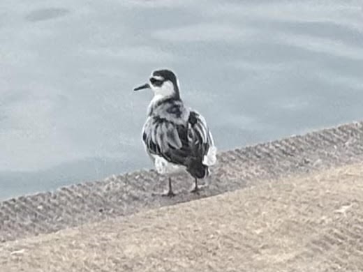 Red Phalarope - ML642449047