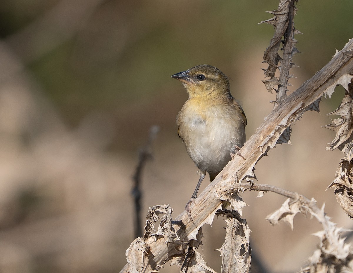 snovač černohlavý - ML642449048