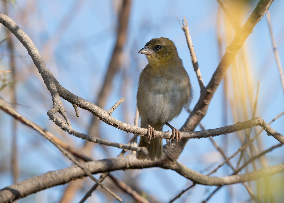 snovač černohlavý - ML642449049