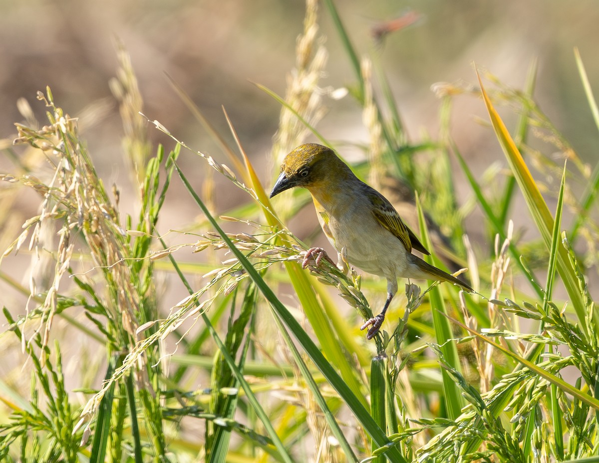 snovač černohlavý - ML642449050