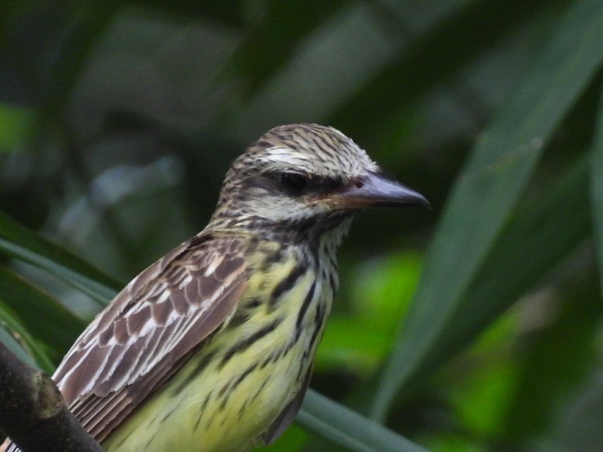 Sulphur-bellied Flycatcher - ML642449053