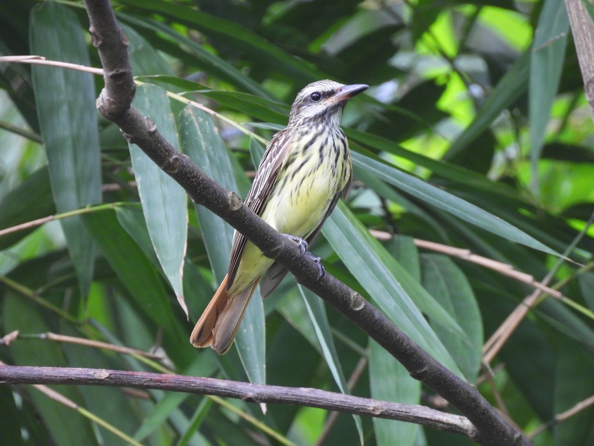Sulphur-bellied Flycatcher - ML642449054
