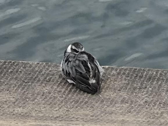 Red Phalarope - ML642449058