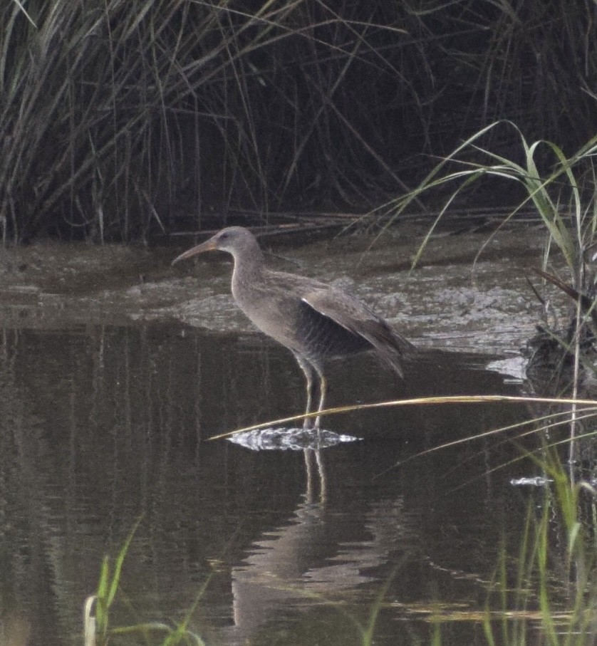 Clapper Rail - ML642449059