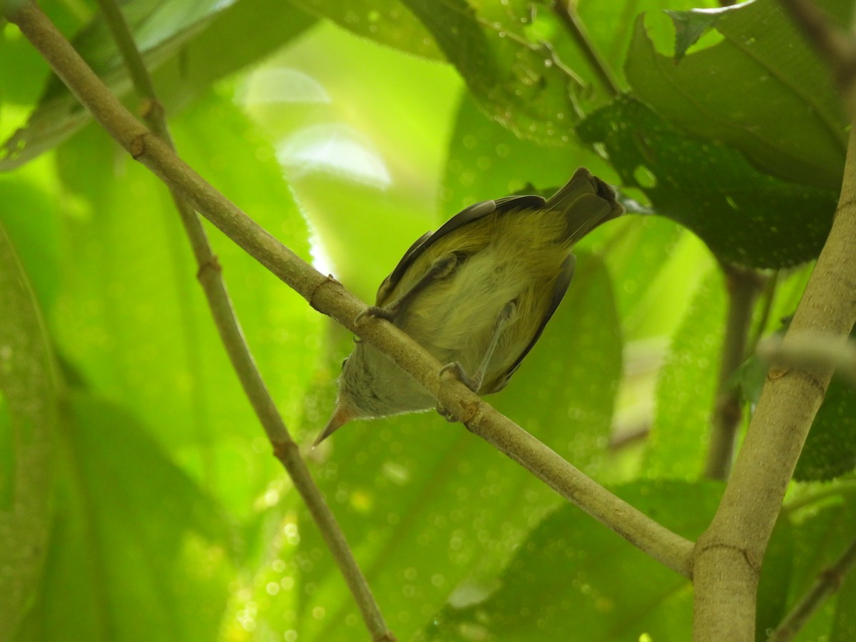 Lesser Greenlet - ML642449070