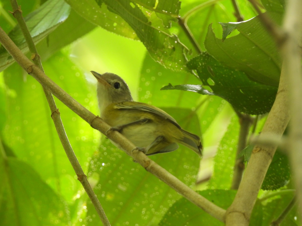 Lesser Greenlet - ML642449071