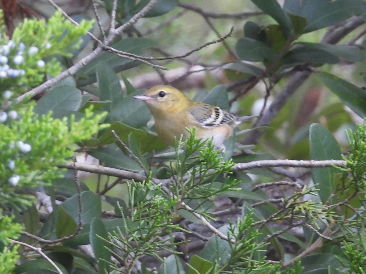 Bay-breasted Warbler - ML642449077