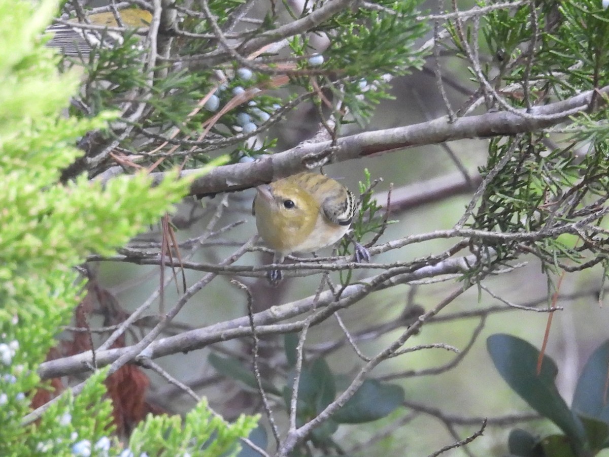 Bay-breasted Warbler - ML642449078