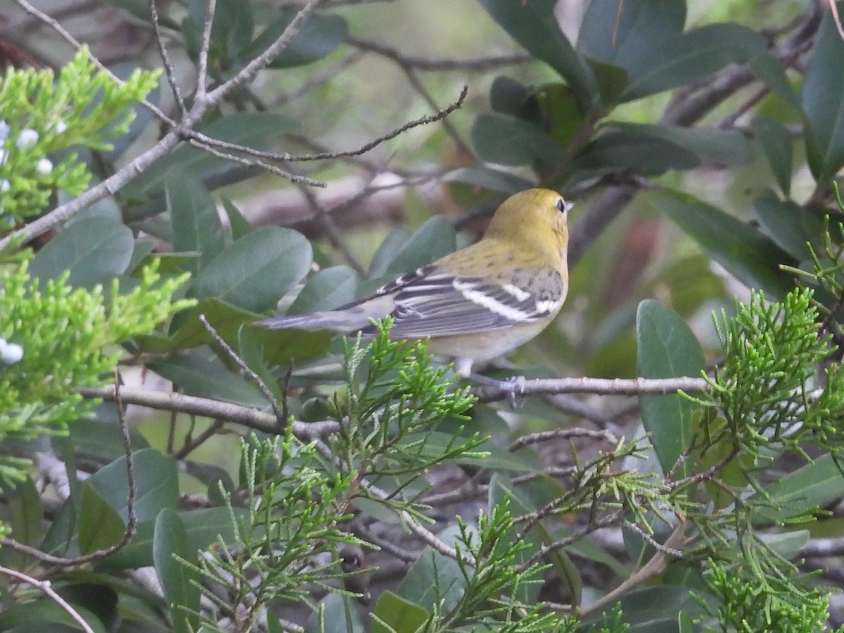 Bay-breasted Warbler - ML642449079
