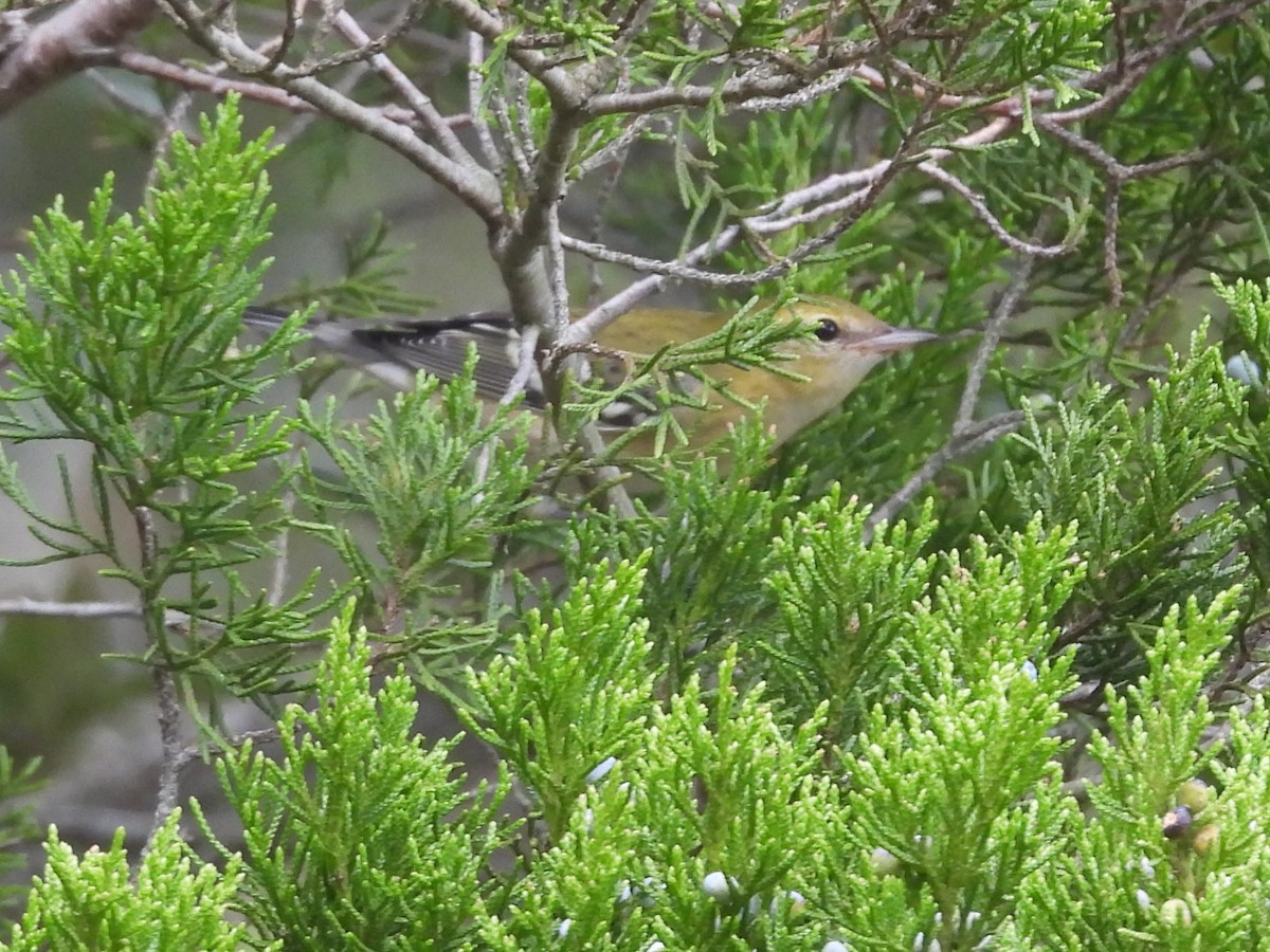 Bay-breasted Warbler - ML642449080