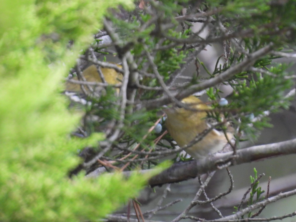 Bay-breasted Warbler - ML642449081