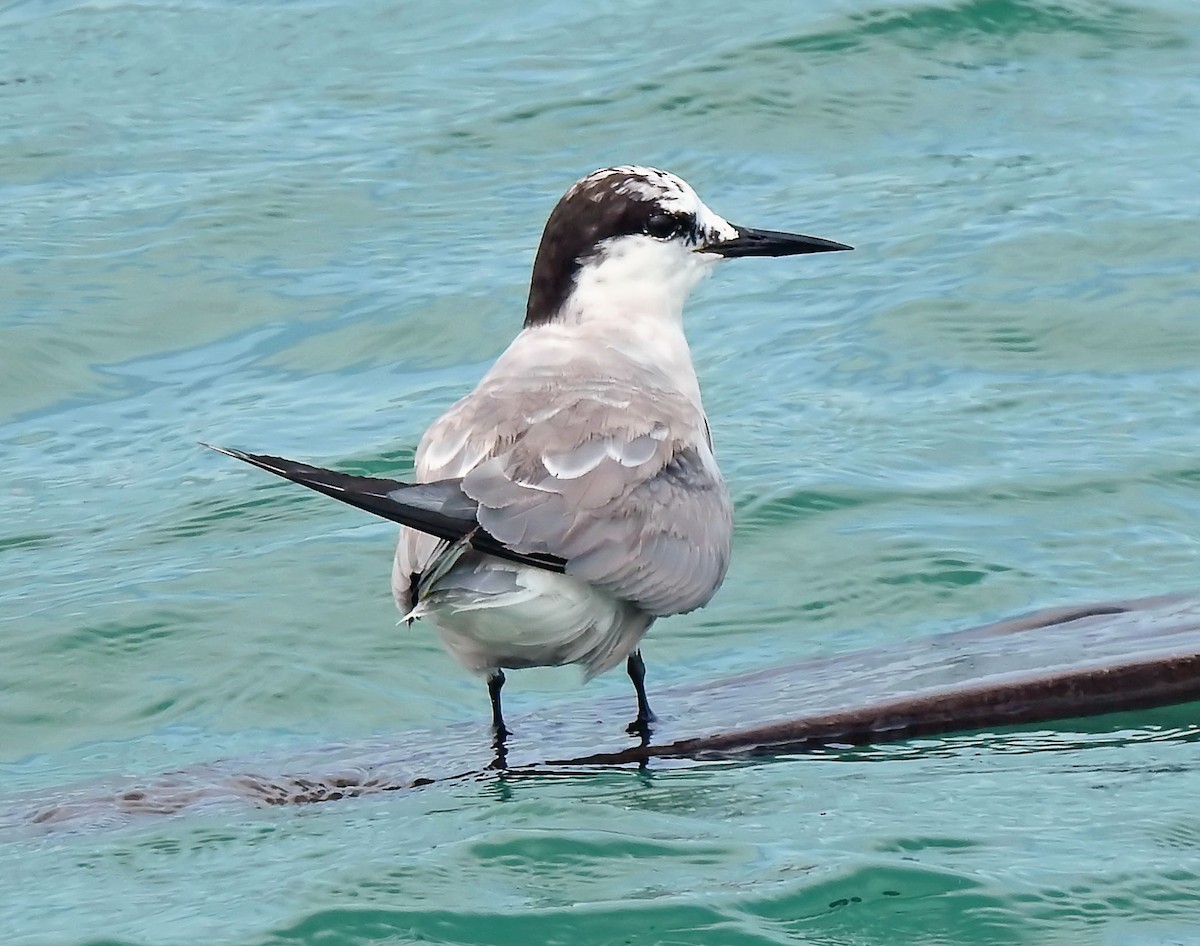 Aleutian Tern - ML642449082