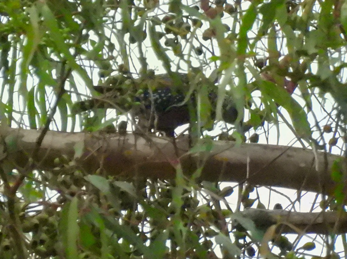 European Starling - ML642449084
