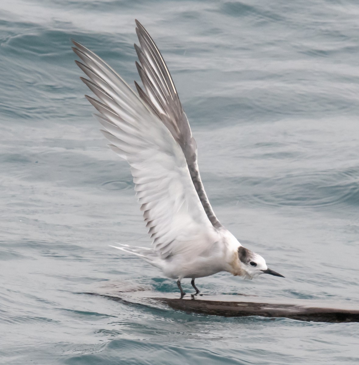 Aleutian Tern - ML642449085