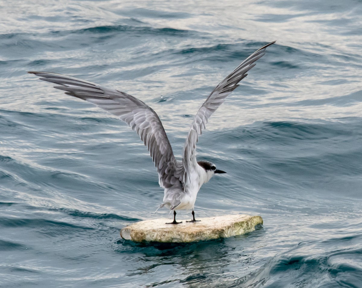Aleutian Tern - ML642449093