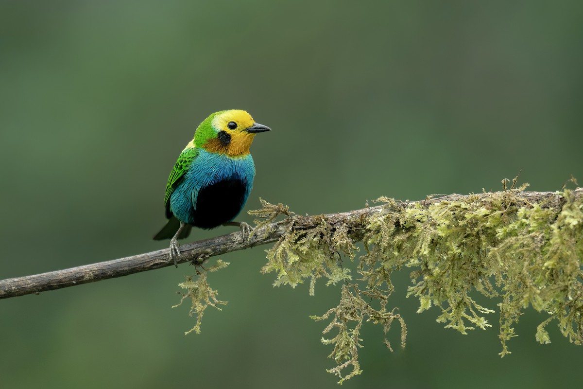 Multicolored Tanager - ML642449096