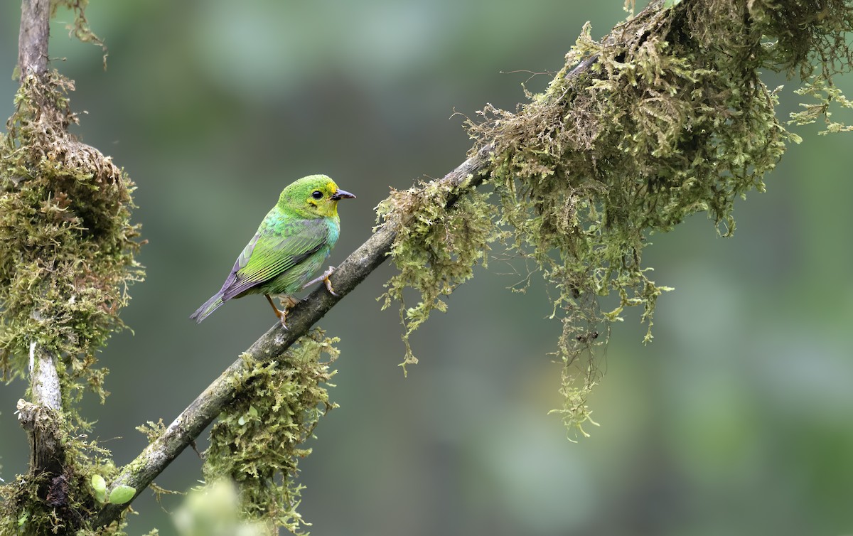 Multicolored Tanager - ML642449097