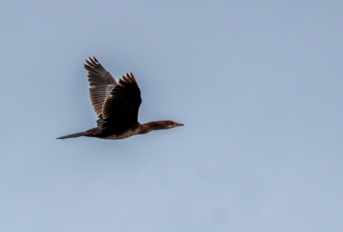 Pygmy Cormorant - ML642449107
