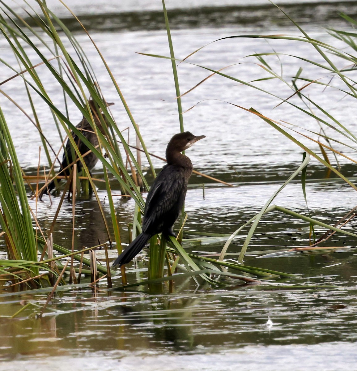Pygmy Cormorant - ML642449108