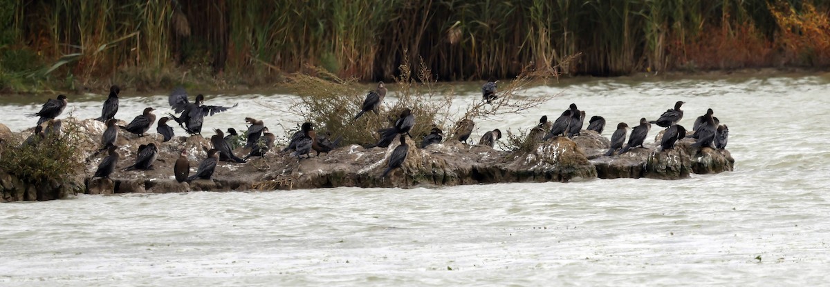 Pygmy Cormorant - ML642449109