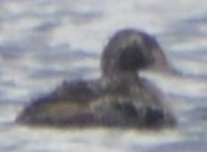 Süslü Pufla - ML642449116