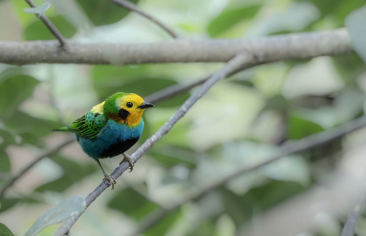 Multicolored Tanager - ML642449124