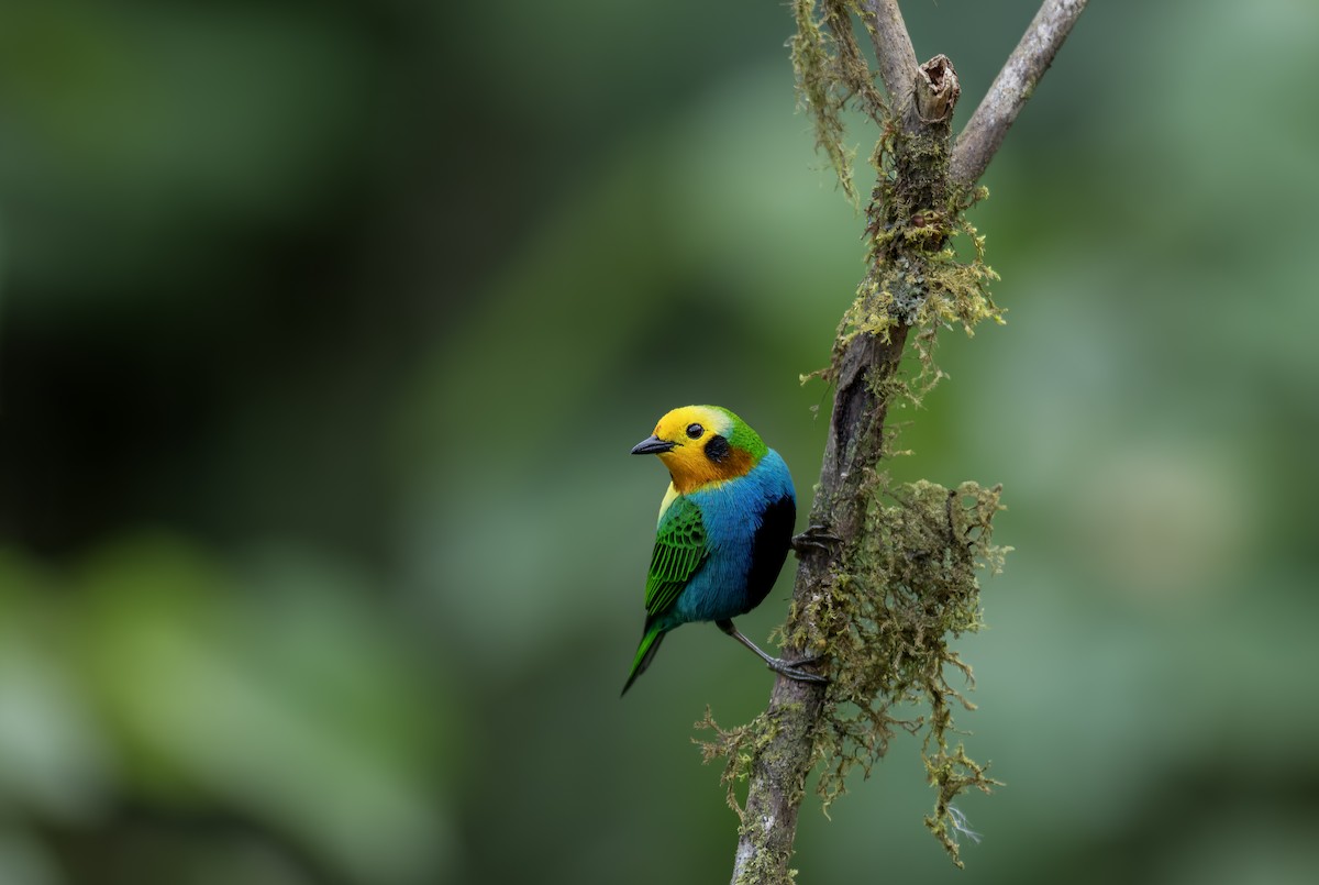 Multicolored Tanager - ML642449125