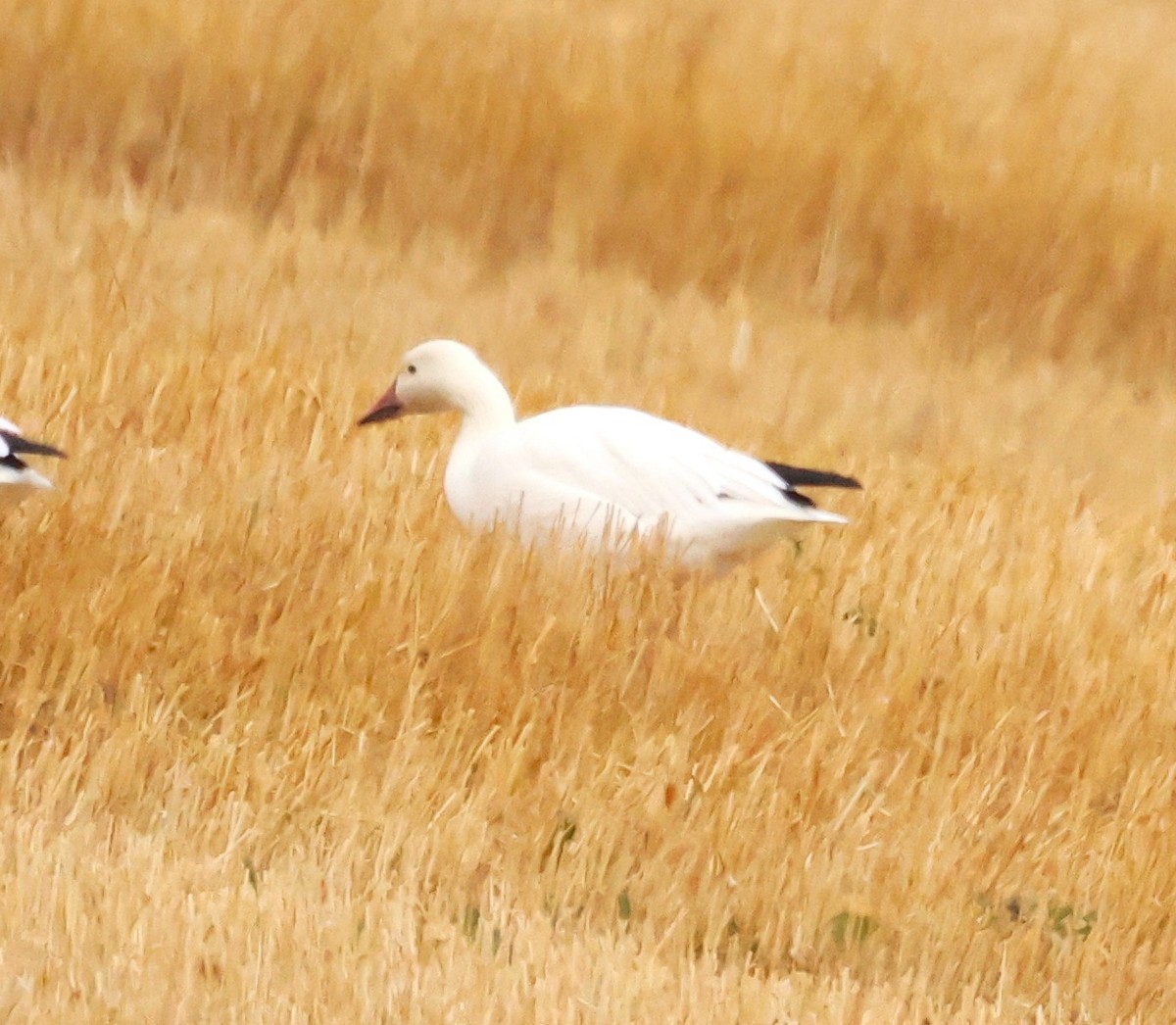 Snow Goose - ML642449142