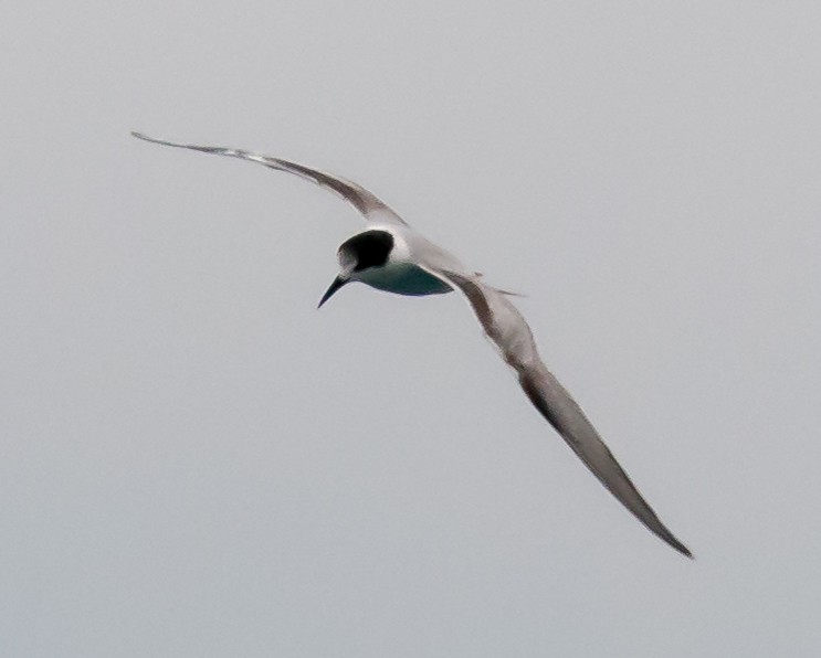 Common Tern - ML642449153