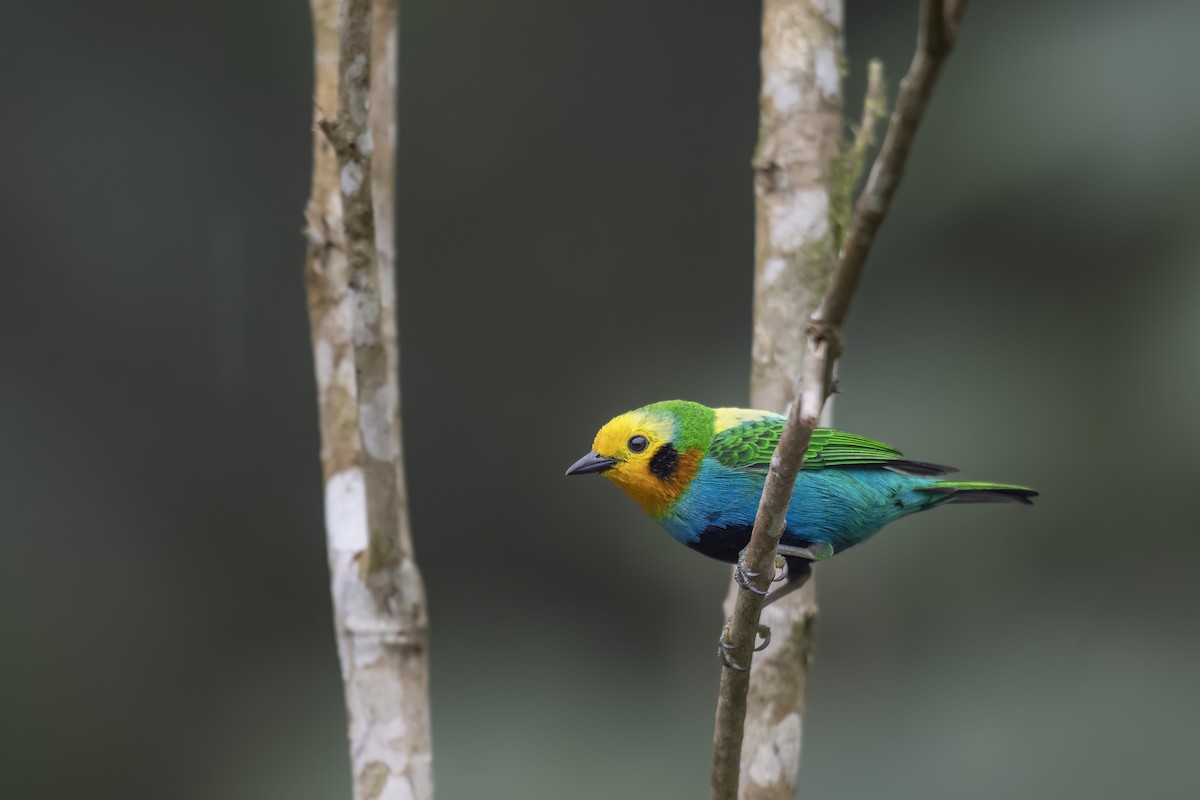 Multicolored Tanager - ML642449155