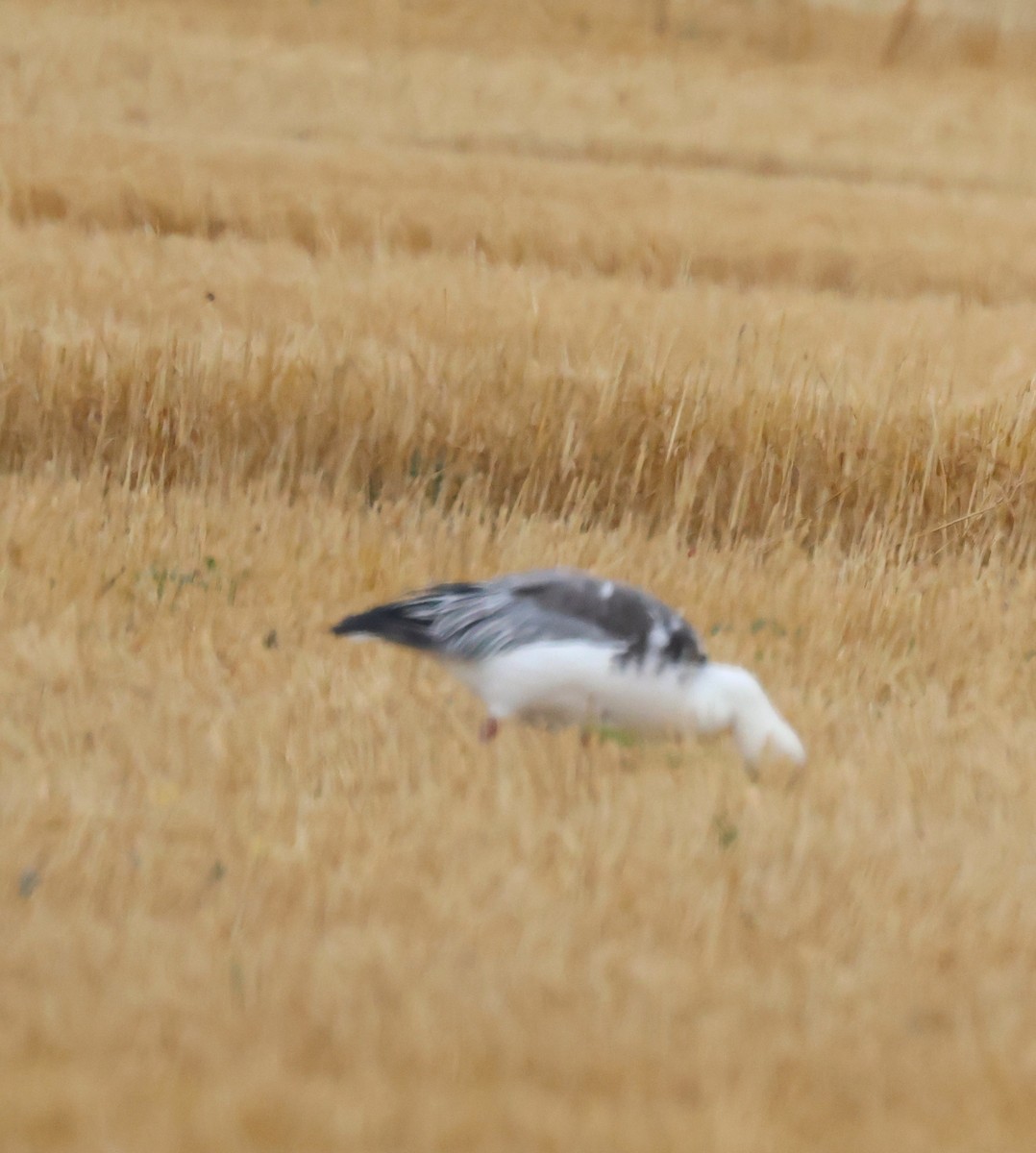 Snow Goose - ML642449158
