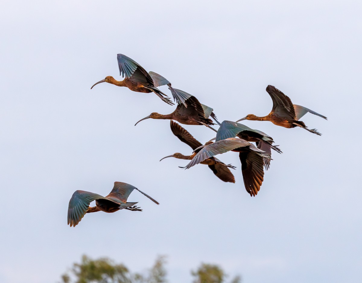 Glossy Ibis - ML642449161
