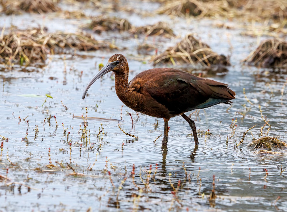 Glossy Ibis - ML642449162