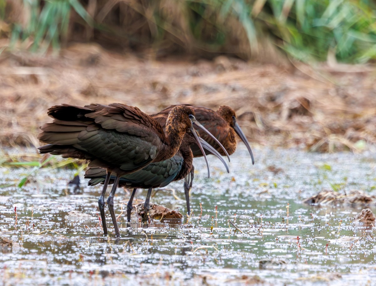 Glossy Ibis - ML642449163