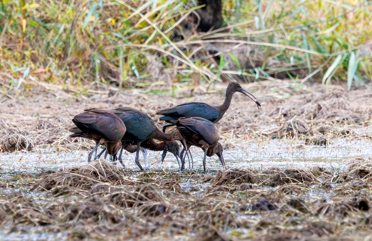 Glossy Ibis - ML642449164