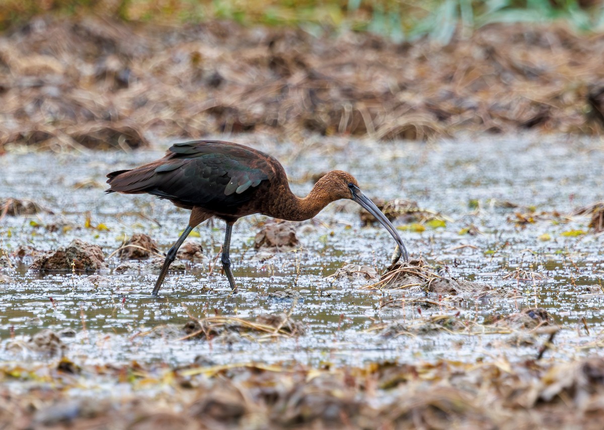 Glossy Ibis - ML642449165