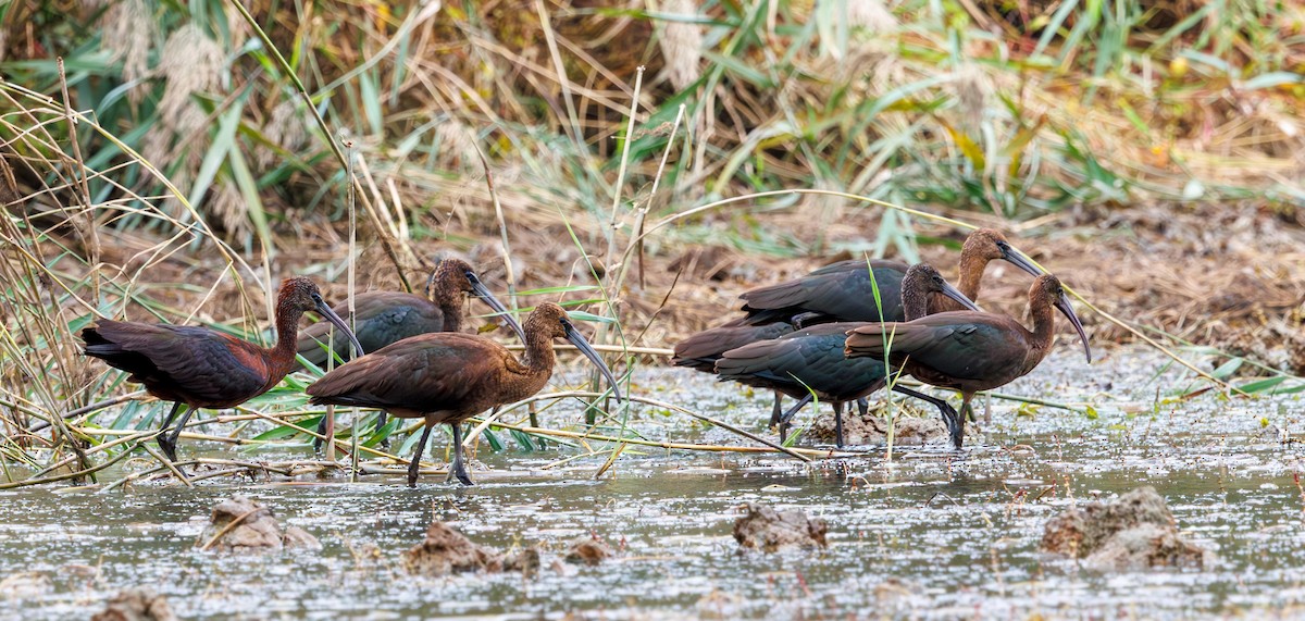 Glossy Ibis - ML642449166