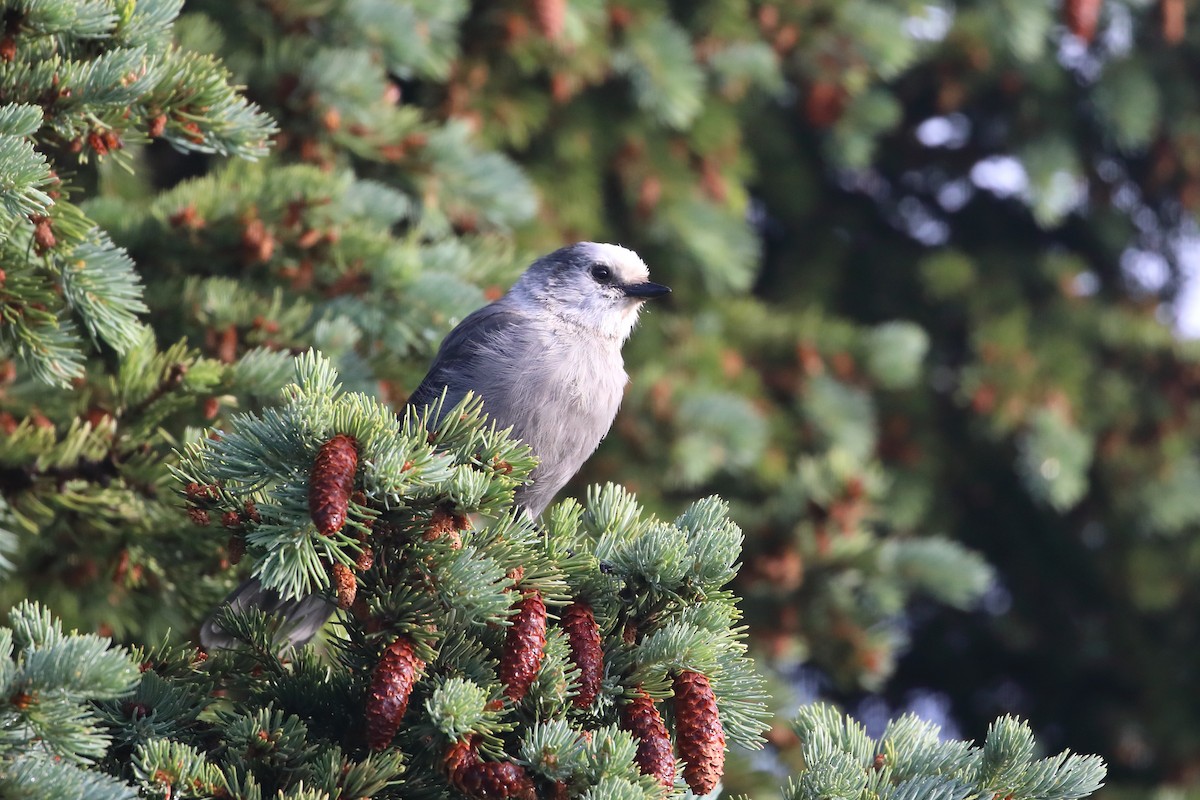 Canada Jay - ML642449179