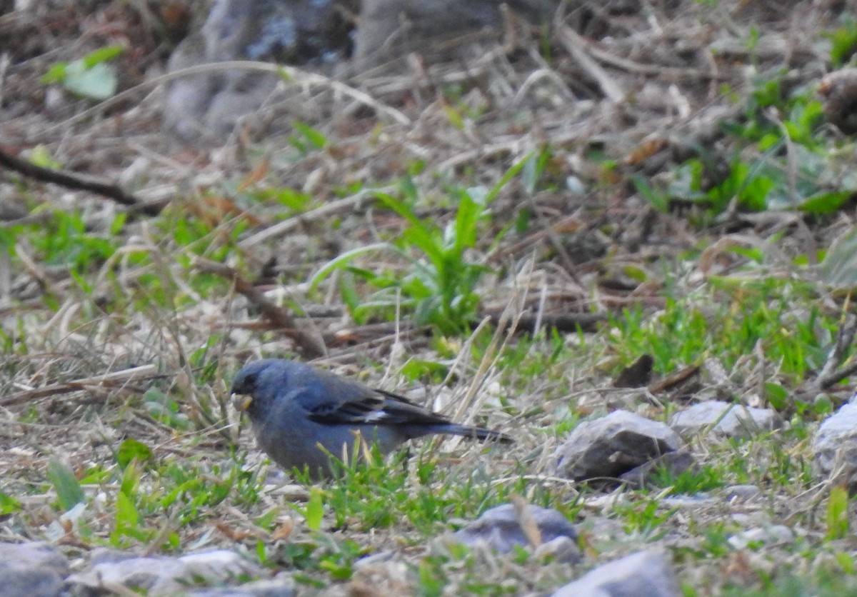 Band-tailed Seedeater - ML642449181