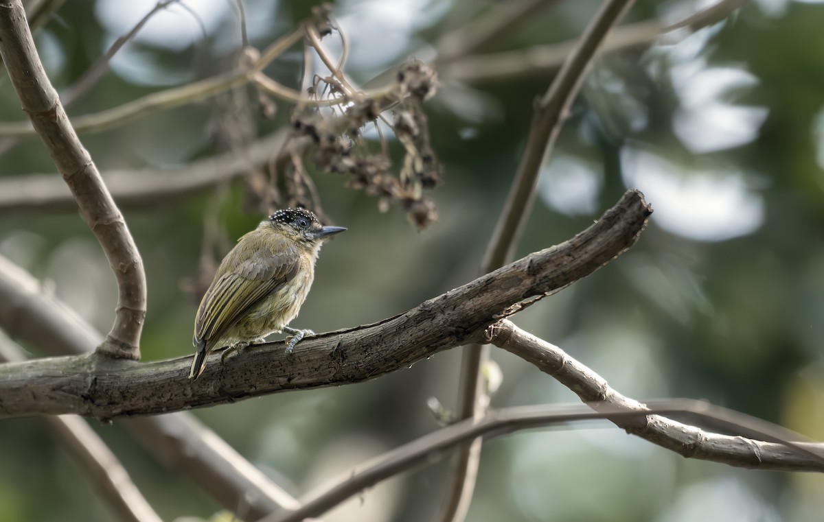 Olivaceous Piculet - ML642449186