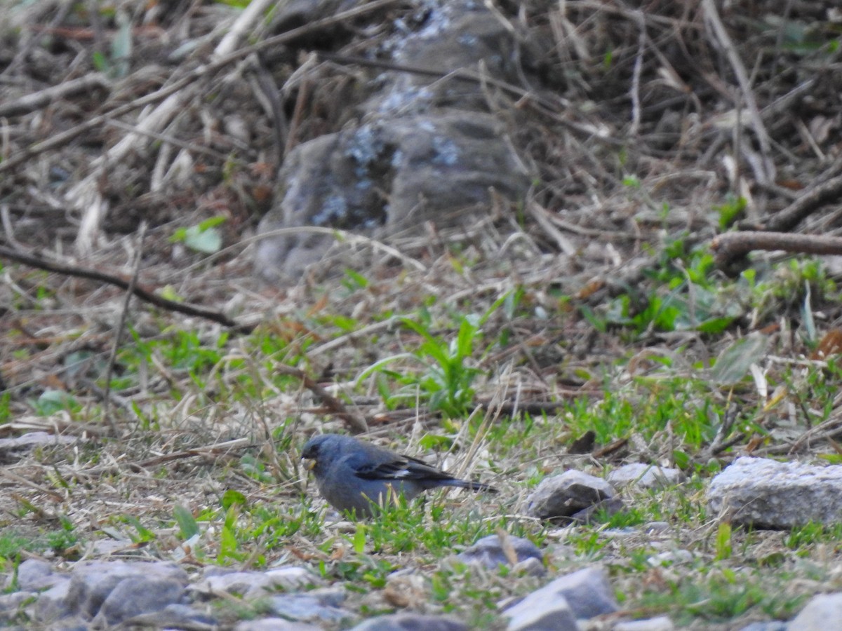 Band-tailed Seedeater - ML642449187