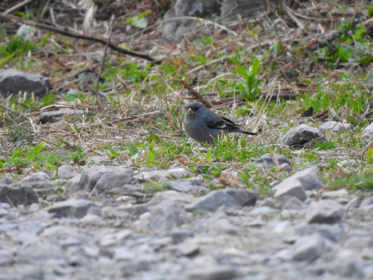 Band-tailed Seedeater - ML642449189
