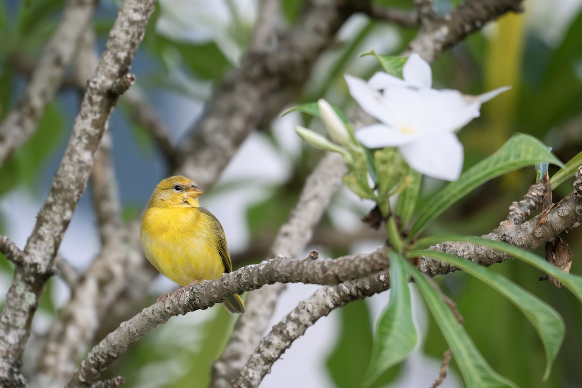 Orange-fronted Yellow-Finch - ML642449202