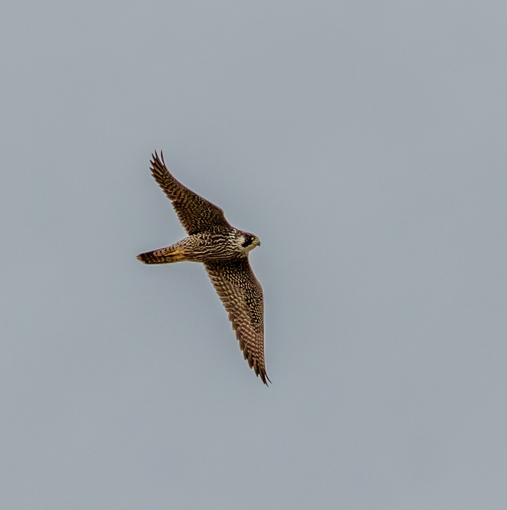 Peregrine Falcon - ML642449206
