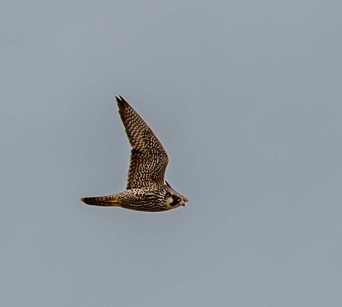 Peregrine Falcon - ML642449208