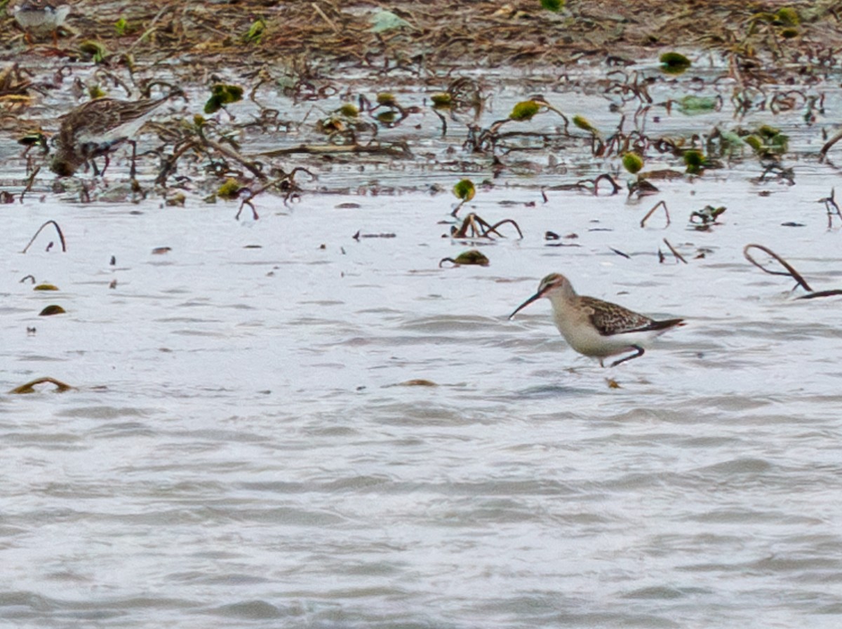 Curlew Sandpiper - ML642449232