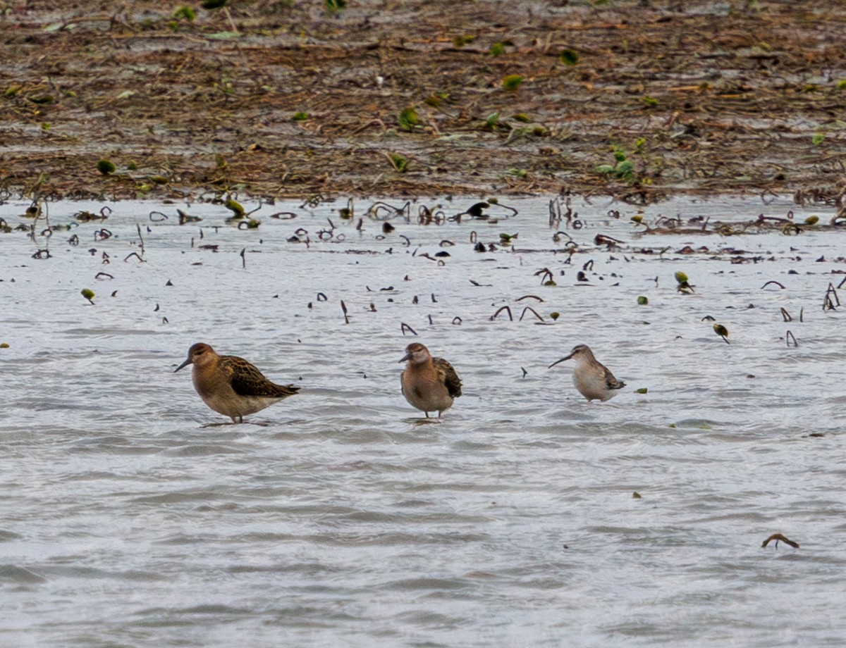 Curlew Sandpiper - ML642449233