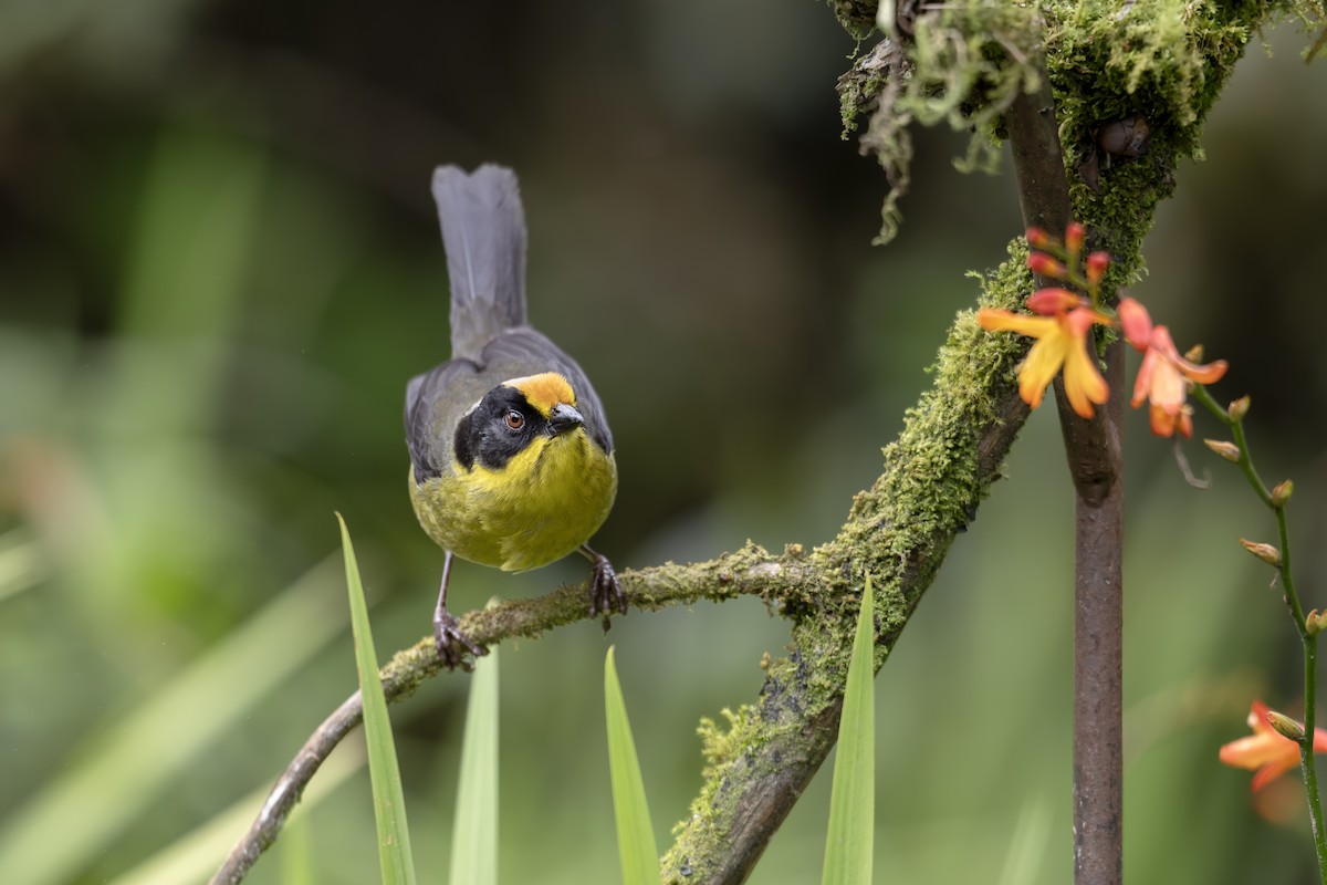 Pale-naped Brushfinch - ML642449234