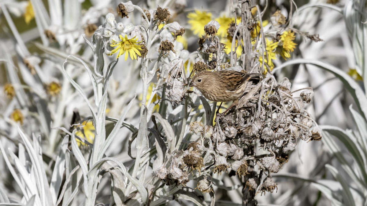 Paramo Seedeater - ML642449245