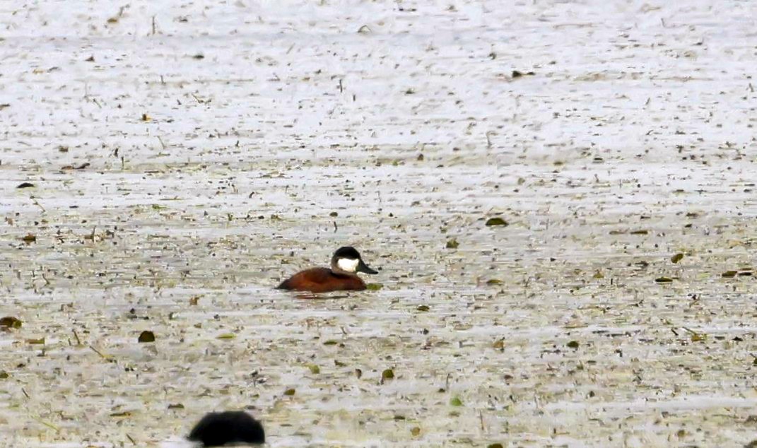 Ruddy Duck - ML642449255
